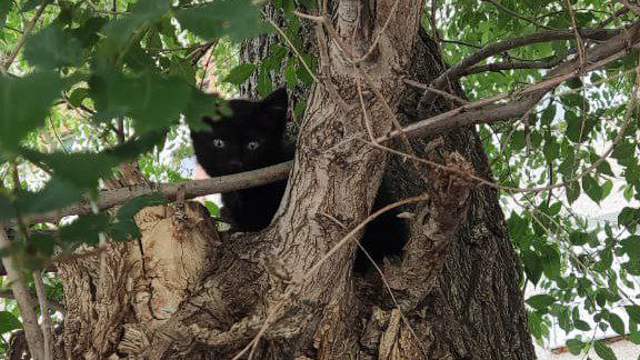 Котёнку помогли спуститься с дерева в Костанайской области
