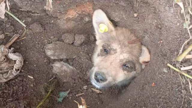 В Костанайской области щенка заживо закопали в землю