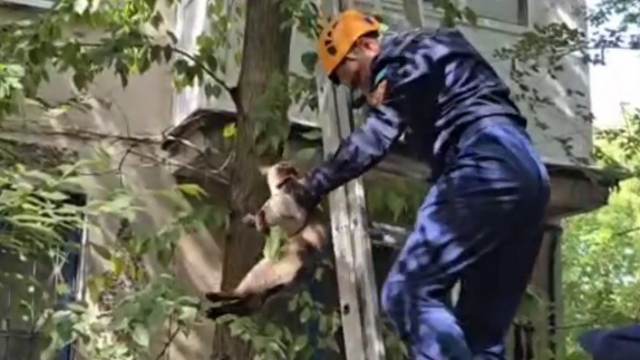Спасателей продолжают звать на помощь кошкам в Костанае