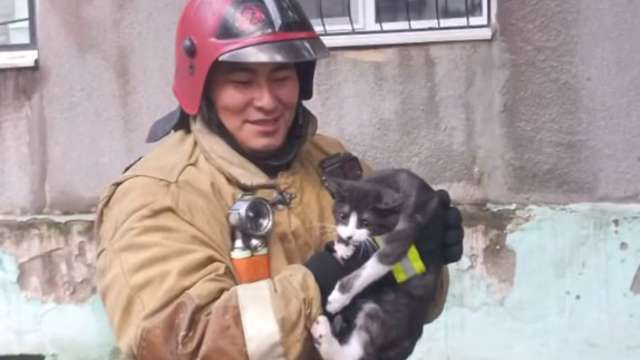 Кошка не смогла самостоятельно спуститься с дерева в Рудном