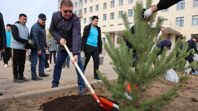 Полтысячи хвойных саженцев высадили в Аркалыке — видео