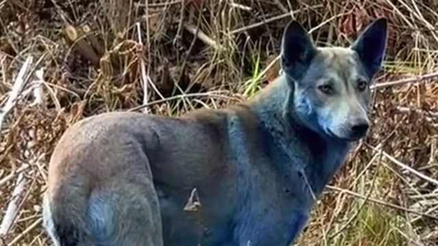 Синие собаки живут на месте чернобыльской катастрофы