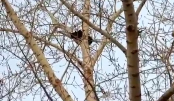 Кота пугала высота: спасателей пришлось вызывать в Костанае