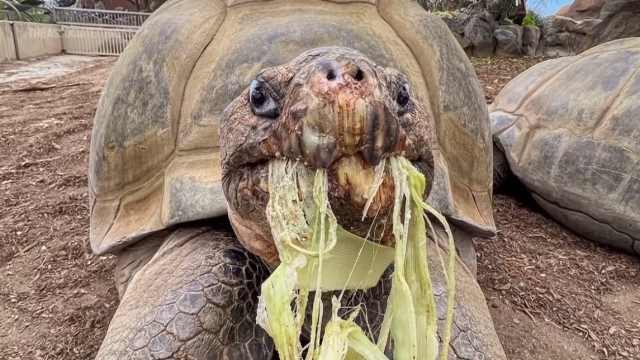 В зоопарке на 142 году жизни умерла Бабуля