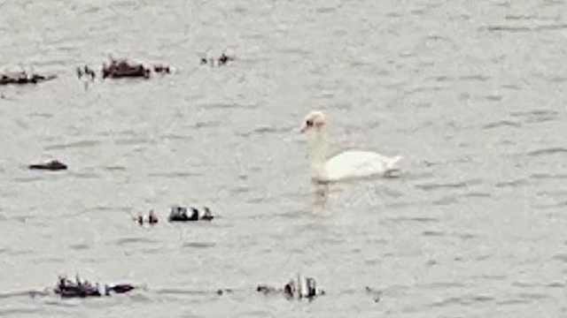 Спасать нельзя: белый лебедь обречён на погибель в Костанае
