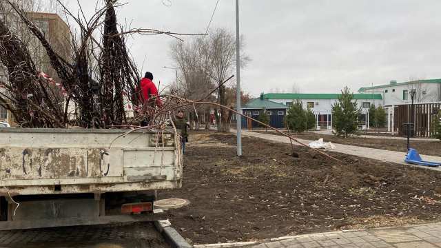 Канадские клёны и рябины украсят новый сквер в Костанае
