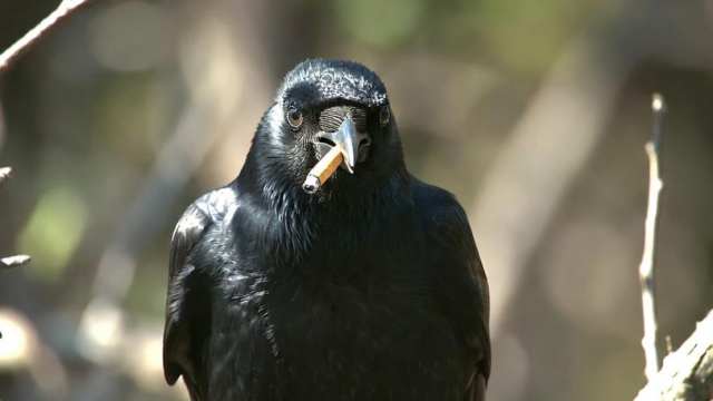 Орешек за окурок: как ворон учат менять мусор на еду