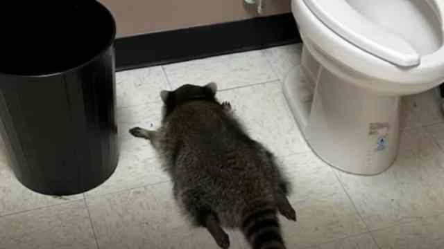 Енот разгромил алкомаркет, напился и уснул в туалете