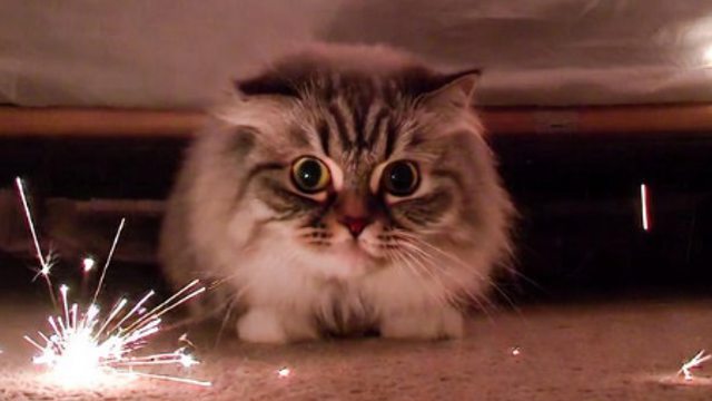 Парень запустил дома салют на 100 залпов, кота еле откачали