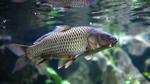 В Китае вывели уникального карпа без костей