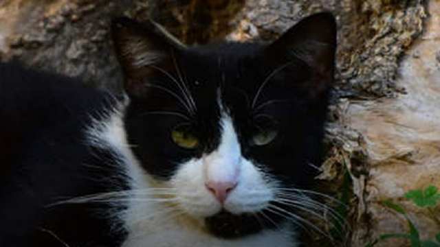 Кот несколько месяцев шёл 250 км, чтобы вернуться домой