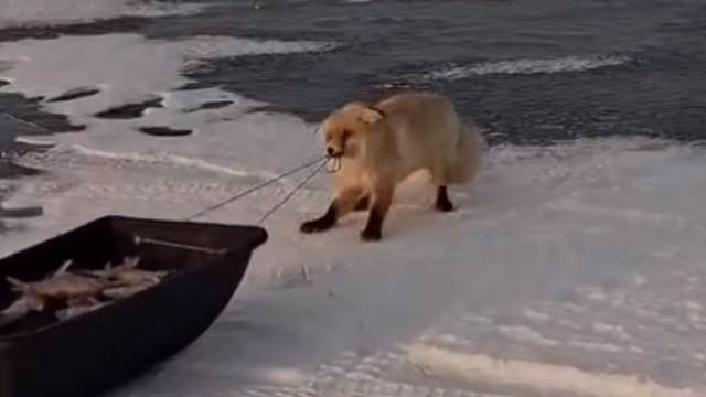 Наглая лиса попыталась утащить весь улов у рыбака