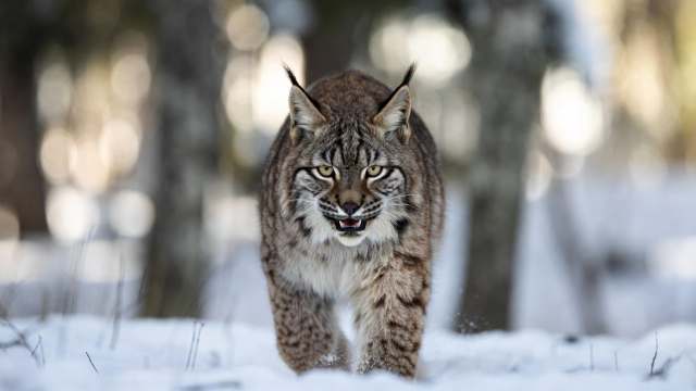 Бешеная рысь напала на ребёнка в детском лагере