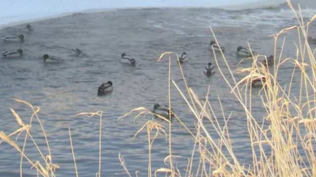 Сотня диких уток осталась зимовать на Тоболе в Костанае