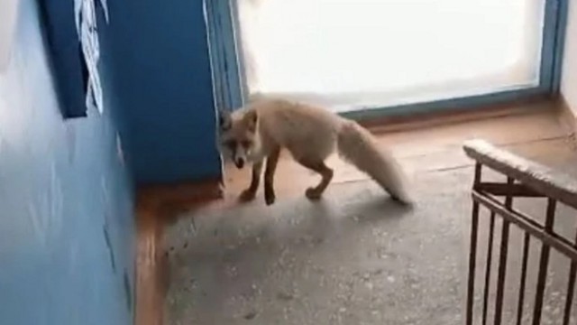 Лиса не ушла в лес живой после встречи с людьми в Рудном