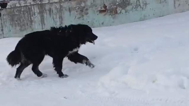 Как собака Баскервилей: бродячий пёс наводит ужас в Риддере