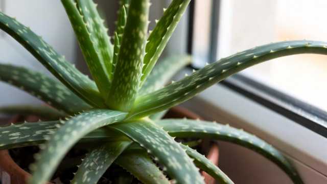 Можно ли есть алоэ — какая польза и как лучше использовать