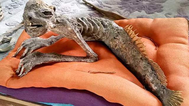 Мумию русалки выставят на аукцион