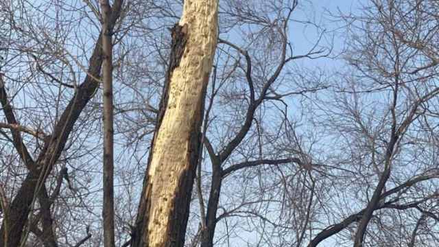 Загадка голых деревьев в костанайском парке разгадана