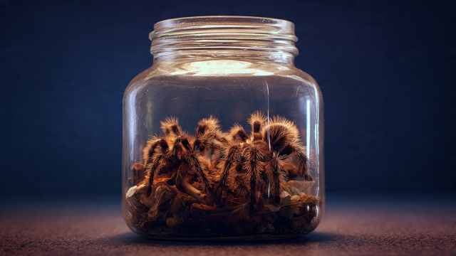 Пассажирка забыла в поезде 20 пауков-птицеедов