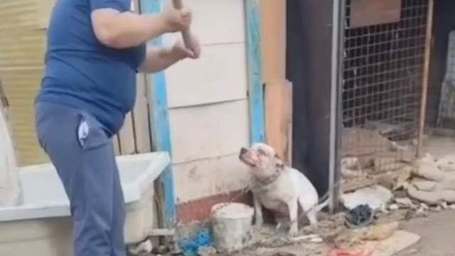 Женщина избила своего питбуля за то, что он загрыз её кошку