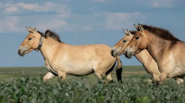 Жеребца из Праги выпустили в природу Костанайской области