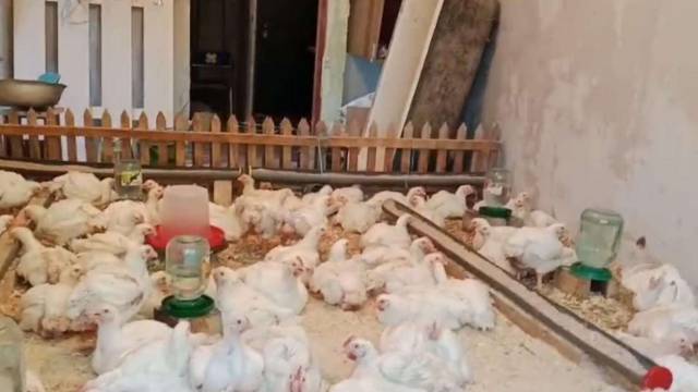 Птицеферму в пятиэтажке закрыли в Костанайской области
