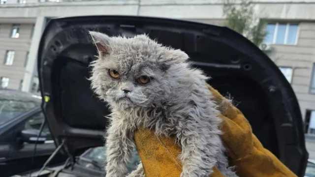 Кот забрался под капот автомашины и не смог выбраться