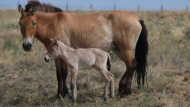 В костанайской степи родился жеребёнок уникальной породы