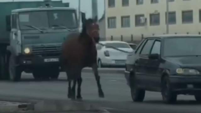 Житель Казахстана перегонял лошадь, привязав её к машине