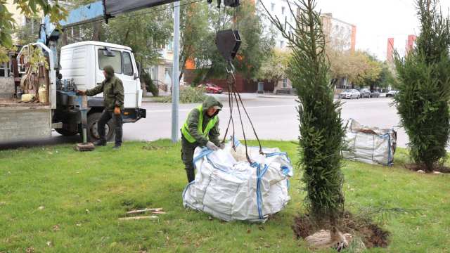 В Костанае посреди осени высаживают сибирские ели